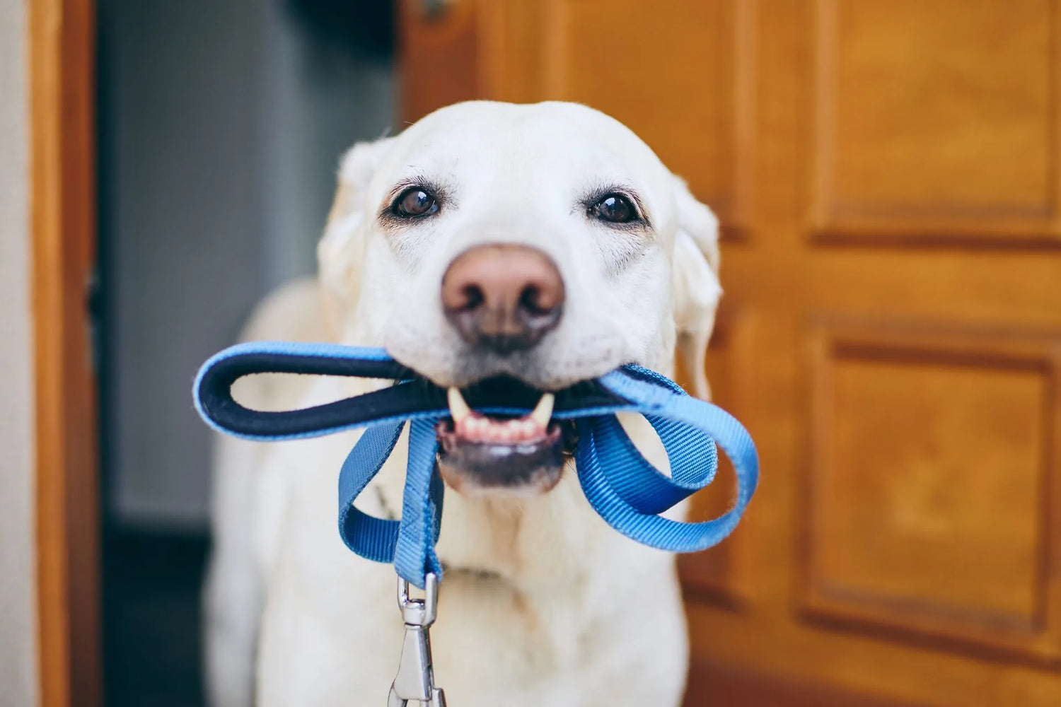 Collars and Leashes